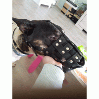 Muilkorf donker blauw hello Kitty 