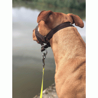 Hoofdhalster honden licht blauw 