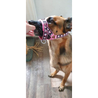 Hoofdhalster honden licht blauw 