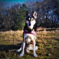 T tuig neon geel blauw camouflage 