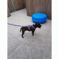 Tuig paars camouflage 