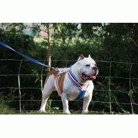 Tuig Nederlandse vlag kleur keus