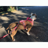 Tuig panterprint neon roze 