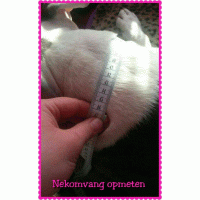 Bohemien style 2 neon geel hb