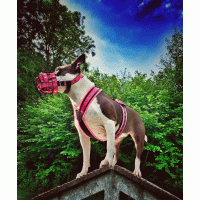 Muilkorf roze superman zwart nylon 