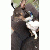 Aardbeien roze 2.5 cm breed hb