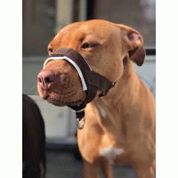 Hoofdhalster hond met print zelf samenstellen 