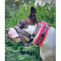 Hoofdhalster hond met print zelf samenstellen 