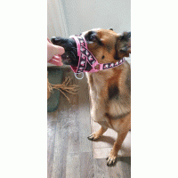 Hoofdhalster hond met print zelf samenstellen 