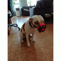 Muilkorf donker blauw biothane