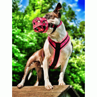 Muilkorf neon roze biothane