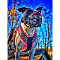 Muilkorf Mickey Mouse 