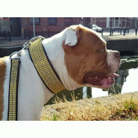 Bruin met bling goud hb