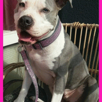 Bling grijs met roze 2.5 cm hb 