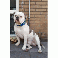 Camouflage blauw neon geel hb