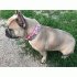 Leeuwe koning baby roze hb