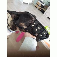 Muilkorf neon roze met panter print