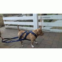 Wp harness 2 lagen nylon 2 kleuren 