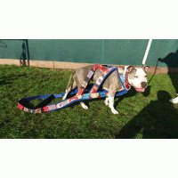 Wp harness 2 lagen nylon 2 kleuren 