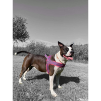 T tuig paars camouflage neon roze fleece 