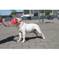 Muilkorf zwart turquoise camouflage